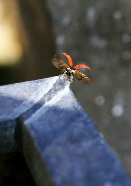 Fotografie Overige (17)