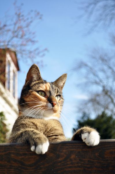aiko2